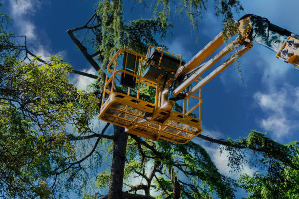 Best Hazardous Tree Removal  in Peshtigo, WI